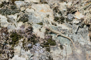 Waldeidechse auf hellem Felsen, aufmerksamer Beobachter Waldeidechse auf hellem Felsen, aufmerksamer Beobachter